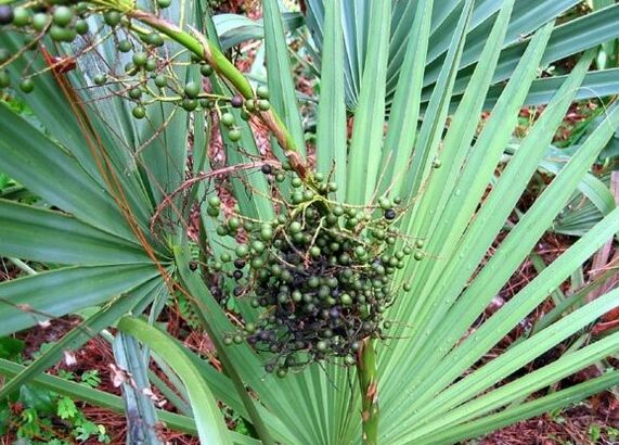 Sabal ou grâce rampant